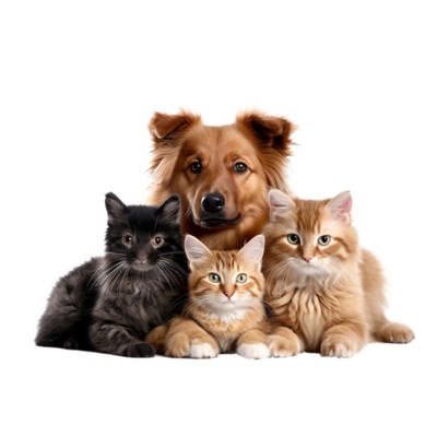 Mascotas